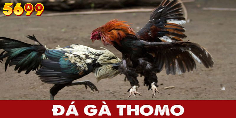 Dịch vụ đá gà Thomo 5699 cung cấp nhiều giá trí tiện ích nổi bật