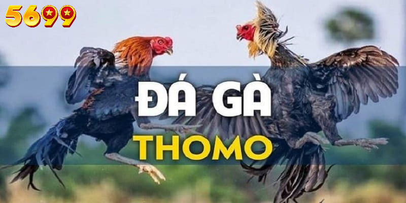 Đá gà Thomo - Dịch vụ cá cược hấp dẫn hàng đầu trên hệ thống